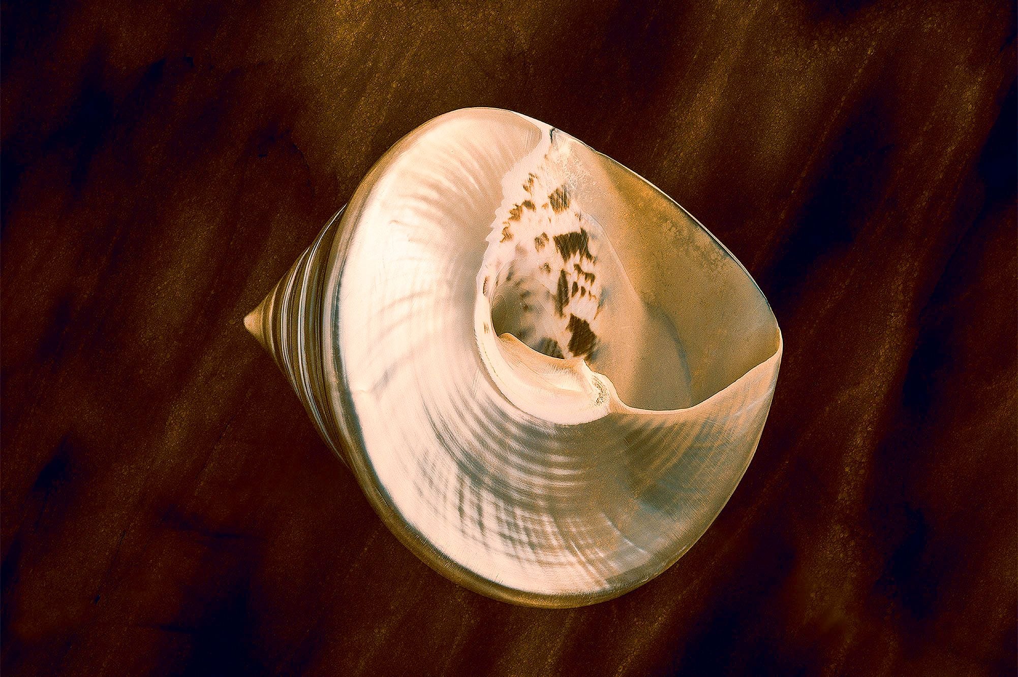 A seashell with a pearly, patterned interior on a dark brown background